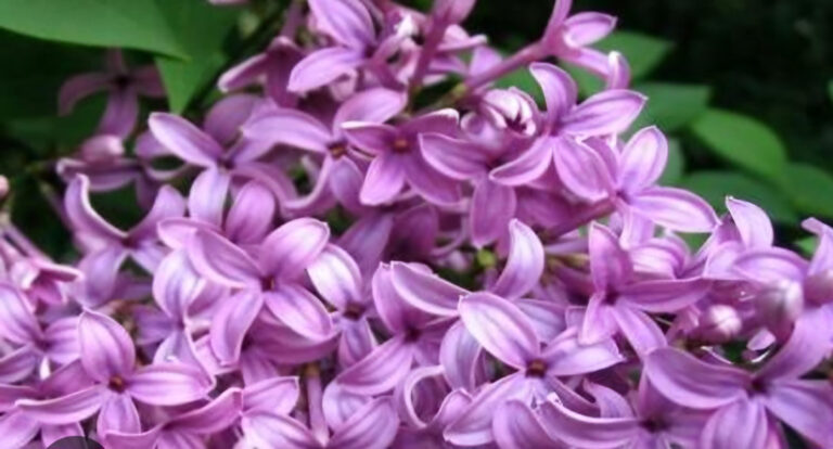 Angela Bratsou: URĂRI– ΕΥΧΕΣ