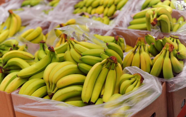 Jasmine A. Petrescu: Republica Bananelor și a Nucii de Cocos